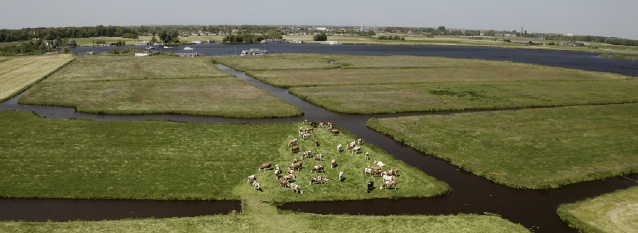Weiland met delta